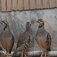 بلدرچین کوهی