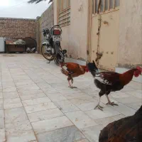 خروس|حیوانات مزرعه|زابل, |دیوار