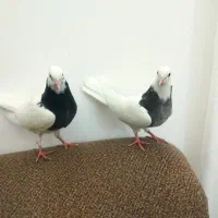 دوتا جوجه طوقی