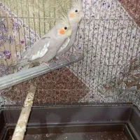 جوجه هلندی