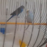 مرغ عشق نر و ماده