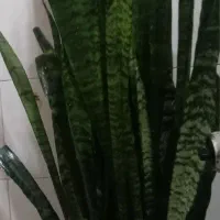 گل سانسوریا ۱۴ شاخه یعنی تو چهارده گلدان میشه کاشت