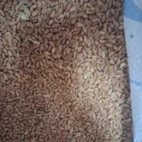 گندم|خوردنی و آشامیدنی|دزفول, |دیوار