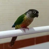 طوطی گرینچ|پرنده|مهاباد (آذربایجان غربی), |دیوار