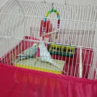 مرغ عشق نژاد رنگین کمانی