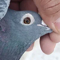 کبوتر پلاکی جان آردن