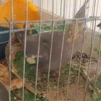 عروس هلندی جفت مولد