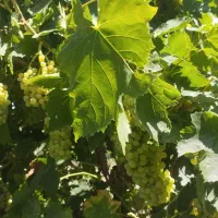 باغ-به-متراژ-520متر-مربع