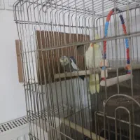 یک جفت عروس