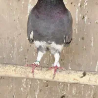 کبوتر کفتر