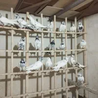 کبوتر پرشی