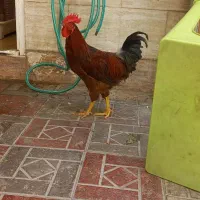 خروس