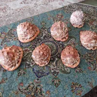 صدف دکوری و کلکسیونی وارداتی سایز بزرگ