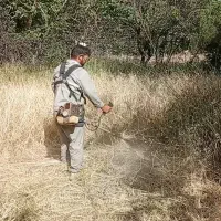 علف زنی باغ