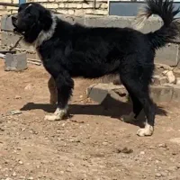 واگزاری نر ولاس قدرجونی درشت