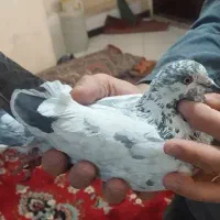 کفتر سوسکی ماده پرشی