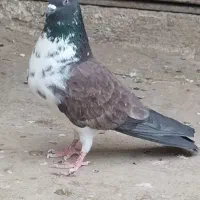 نروماده پرش بالای 7