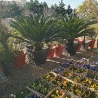 خدمات باغبانی /سمپاشی / فنسکشی/ نگهداری باغ