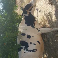 گاو دو رگ جوان داشتی ۱۸۰