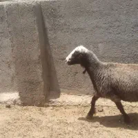 یک عدد میش چاق