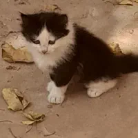 کربه|گربه|اردکان, |دیوار