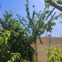 200 متر  فاز 2 چمران