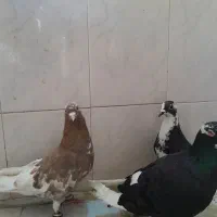 کفتر