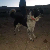 سگ گله و نگهبان