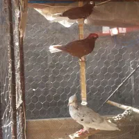 کفتر ذات دار