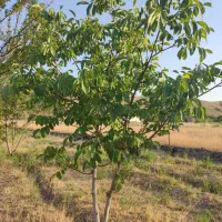 فروش باغ با تمام امکانات