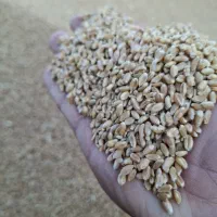 گندم نونی درجه یک