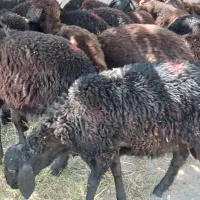 بره نر پای پروار