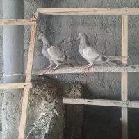 کبوتر اصفهانی
