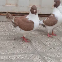 کبوتر کینگ