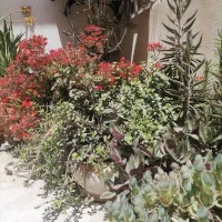 گل و گیاه|گل و گیاه طبیعی|شیراز, شهرک مهدی‌آباد|دیوار