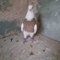 کفتر تهرانی