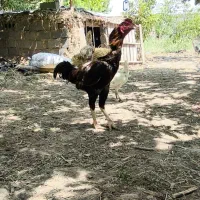 خروس لاری
