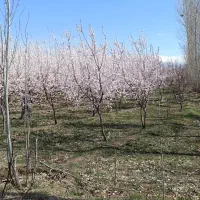 یونجه و علف مخلوط