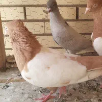 کبوتر آلمانی زرد