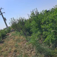 باغ زیبا انار و الوچه