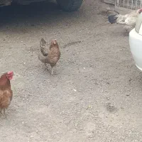 مرغ و خروس و جوجه