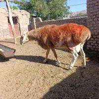 قوچ