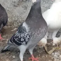 پلاکی