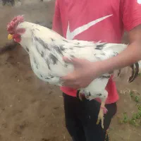 خروس گلین