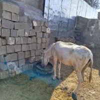 الاغ ماده جوان