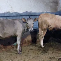گوساله شاروله ماده اصل