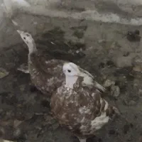 3 عدد بوقلمون