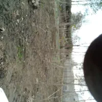 فروش درخت صنوبر