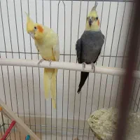 یه جفت عروس باتخم و قفس