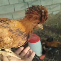 تخم نطفه دار و جوجه یک روزه